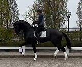 Шикарный вороной жеребец!