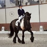 ФРИЗСКИЙ МЕРИН 167 СМ В ХОЛКЕ