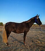 Нарядная кобыла, помесь