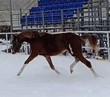 Кобыла от Луппикорда 0672