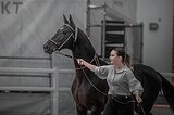 ШИКАРНЫЙ ЖЕРЕБЕЦ