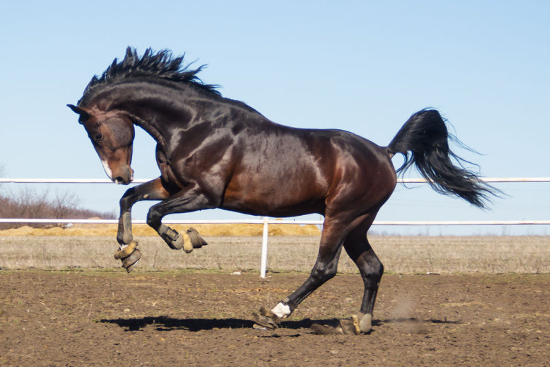 Чудотворный U09 - фотографии - Конный завод \"Универсал\" - конники ...