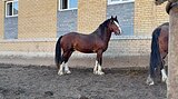 Георг