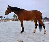 Мерин спортивной помеси