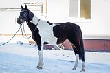 пегая англо-тракенка 