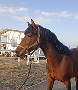 Тракененская помесь, жер