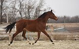 Молодая кобыла 