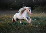 Кобыла тинкер 