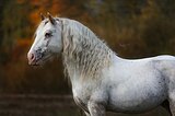 Тинкер Жеребец