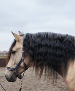 МОЛОДОЙ АНДАЛУЗ • ЗАЕЗЖЕН 