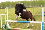 Мерин 