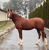 ЖЕРЕБЕЦ 9 ЛЕТ 151 СМ В ХОЛКЕ