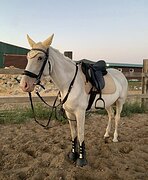 КОБЫЛА В КОНКУР/ХОББИ