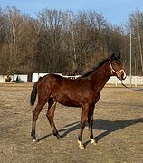 4/5 немецкое происхождение