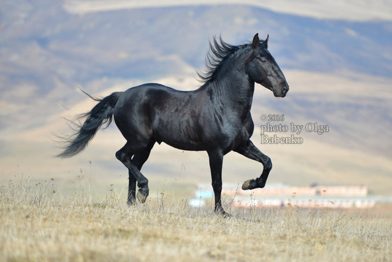 карачаевский жеребец