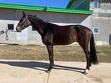 Мерин 