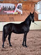 Мерин 2023 гр