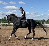 БЕЗОПАСНАЯ КОБЫЛА В ХОББИ