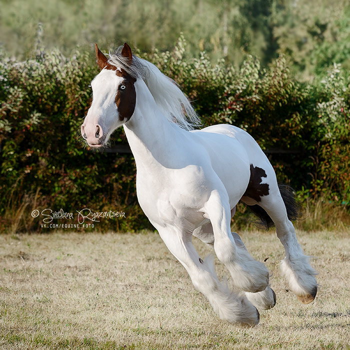 владелец - ЧК Fairytale Horse, семинар Кати Друзь в КСК Битца