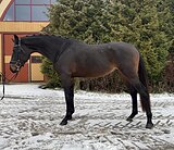 Жеребец BWP от Apache