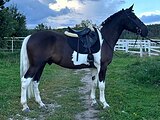 Мерин 