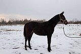 Молодой жеребец в конкур