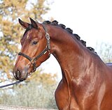 Лошадь в выездку