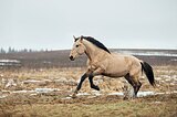 ЖЕРЕБЕЦ В ЛЮБУЮ ДИСЦИПЛИНУ