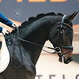 ПЕРСПЕКТИВЕН В ВЫЕЗДКУ