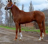 Англо араб в спорт
