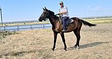 Крупная кобыла в спорт 