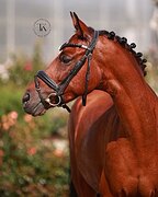 РАЙД ПОНИ 5 ЛЕТ 146 СМ В ХОЛКЕ