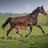 КОБЫЛА В РАЗВЕДЕНИЕ ОТ CALEDO