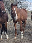 ЧК от Мистера Шама