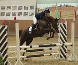 Кобыла в любую дисциплину