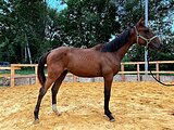 тракенка в спорт в/х153см