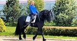 Жеребец 