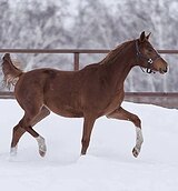 ВЫСОКАЯ КОБЫЛКА В СПОРТ