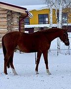 В конкур 4 года