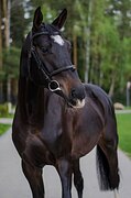 ПСЛ жеребец, 170 в/х