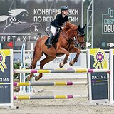 МЕРИН НА МАРШРУТЫ 115-120 СМ