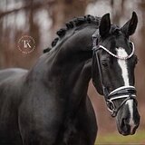 ГАННОВЕРСКАЯ КОБЫЛА 5 ЛЕТ
