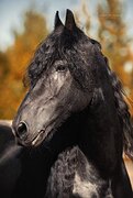 ФРИЗСКИЙ ЖЕРЕБЕЦ 