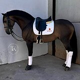 ЖЕРЕБЕЦ ЛУЗИТАНО 4 ГОДА