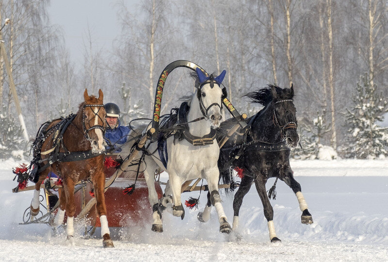 Фестиваль Русской тройки в Вологде