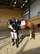 Конкурный жеребец 