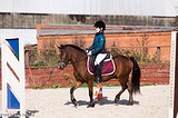 спортивный пони в конкур