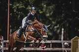 Буденновская кобыла