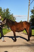 Кобылка в пони-классе