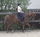 КОБЫЛА 9 ЛЕТ 147 СМ В ХОЛКЕ